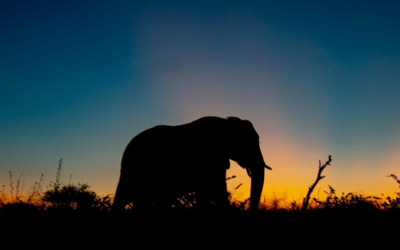silhouette-photo-of-elephant-during-golden-hour-2677843