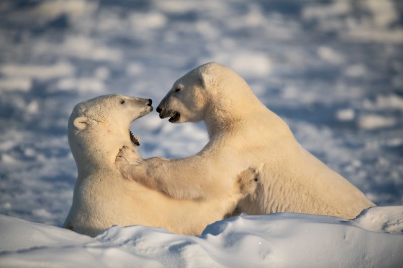 Pas­cal Vio­lo / Kana­da & Alaska